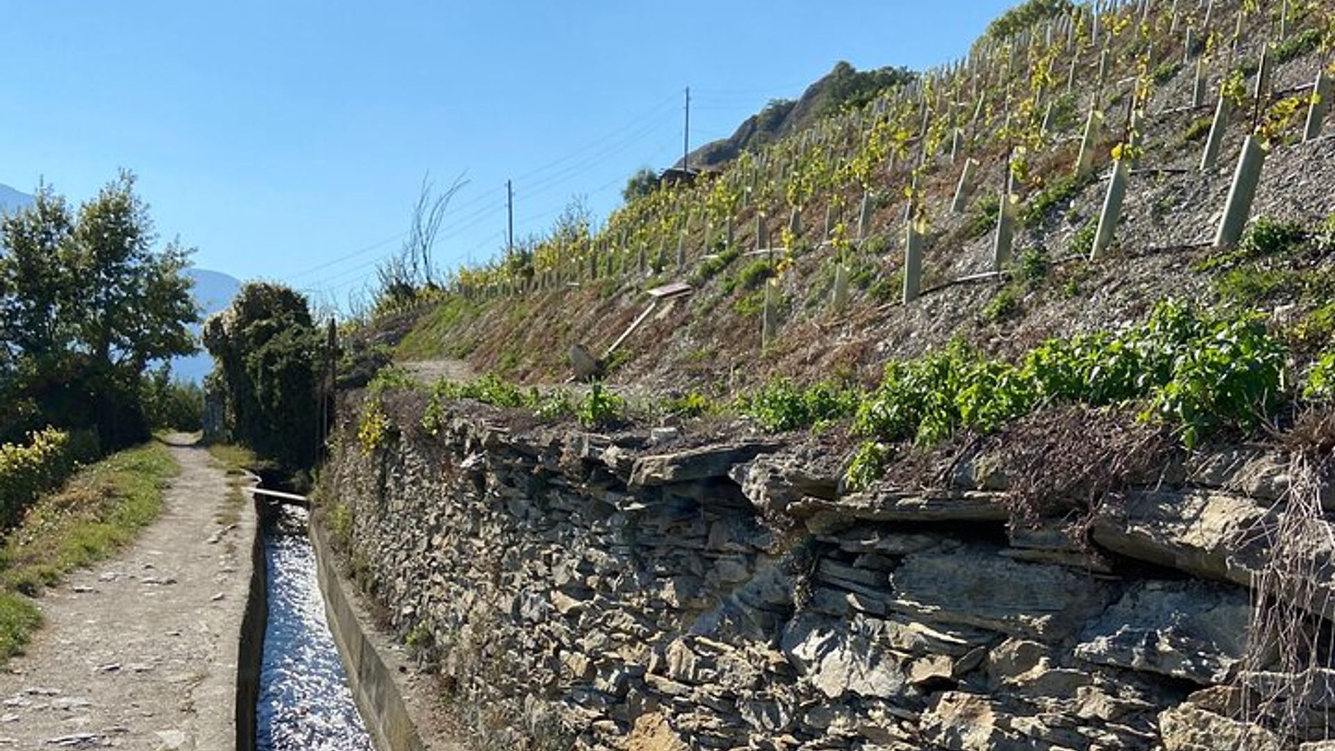 Paseo por los viñedos, cena y vino en Sion