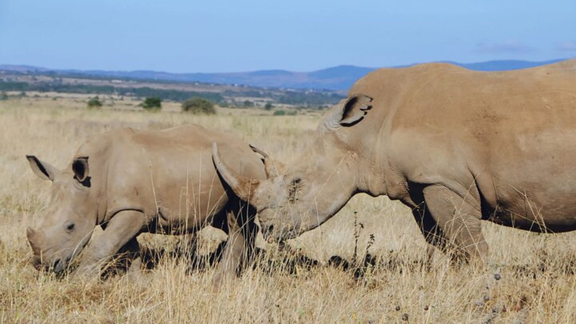 Nairobi National Park Half-Day Game Drive With Free Pick Up
