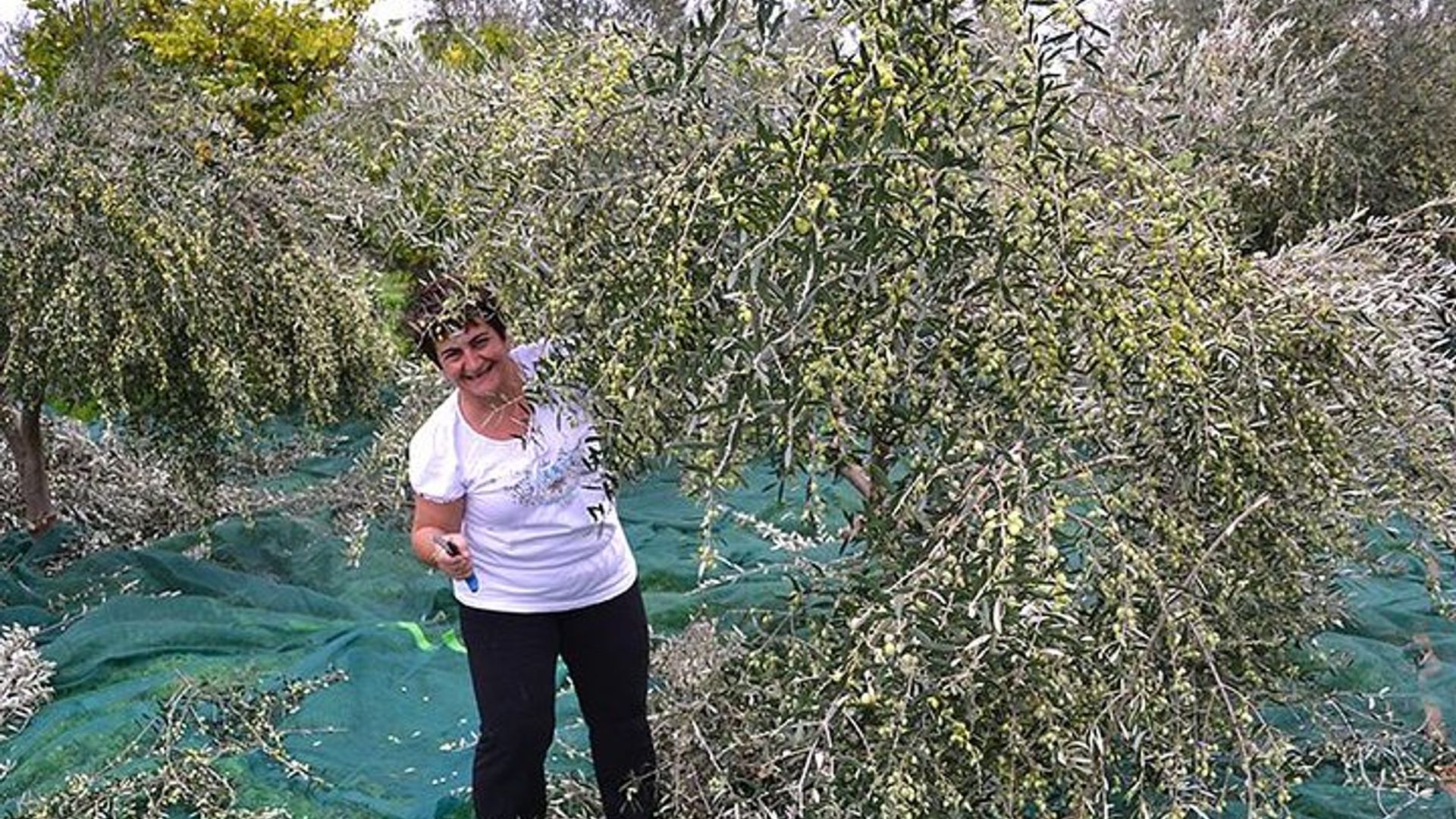 Tuscany Olive Harvest Experience with Wine Tasting