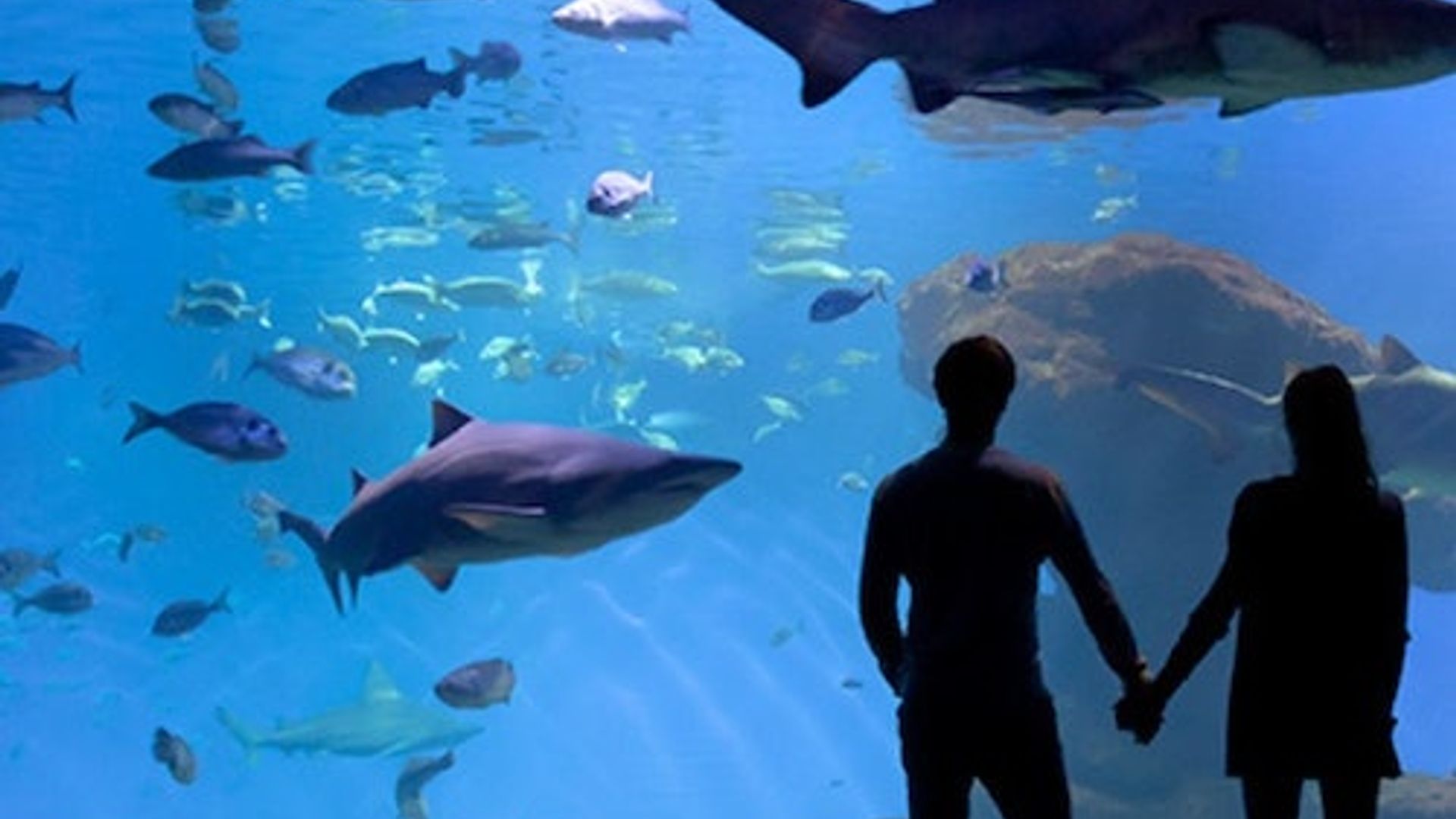 Aquário de Palma: Ingresso Sem Fila + Cinema 3D Aquadome Opcional