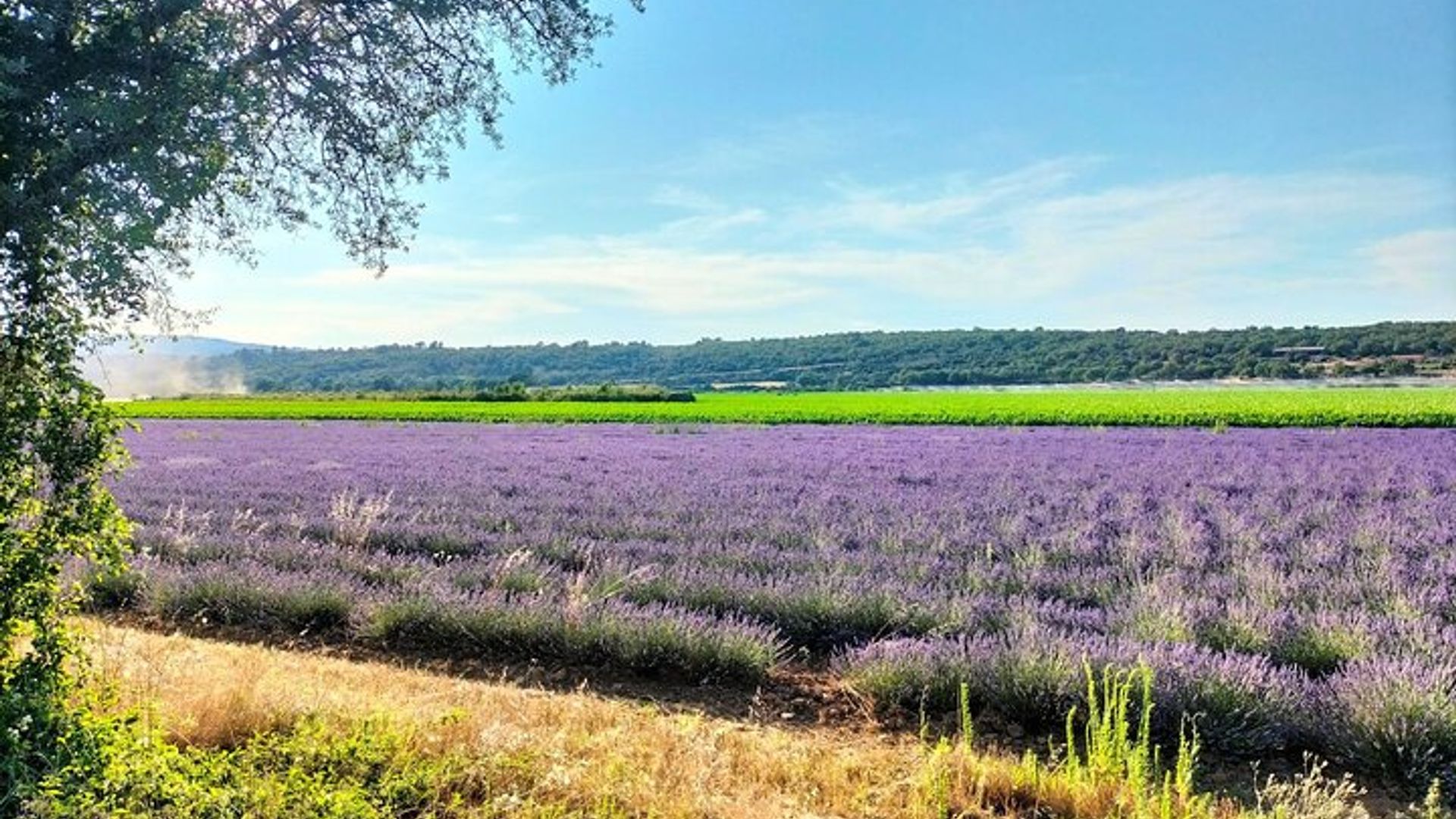 Gorges du Verdon : Lavandes, Canyon Boat Picnic & Villages