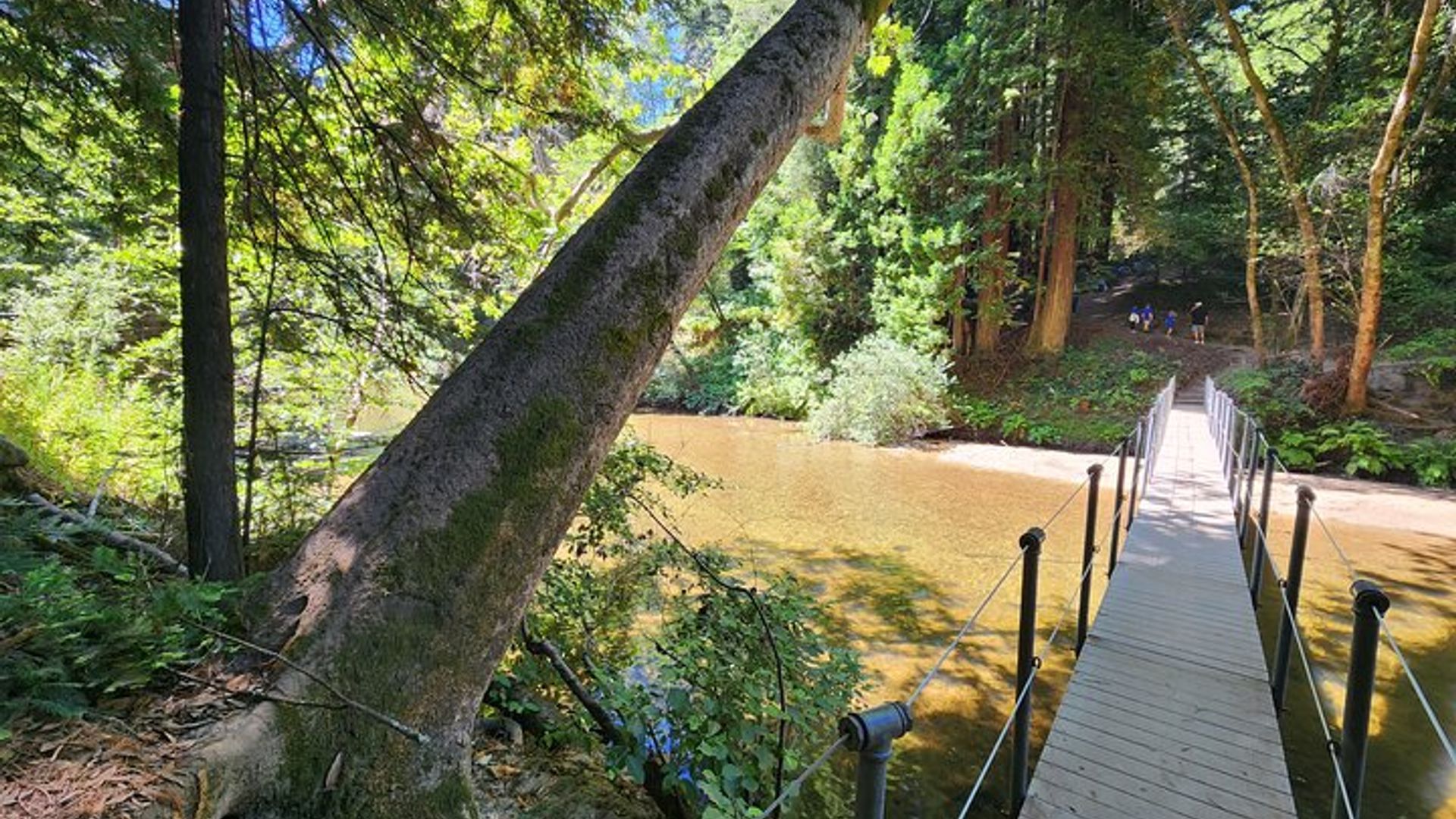Train Ride Adventure through Mother Natures Giant Redwoods Park image 2