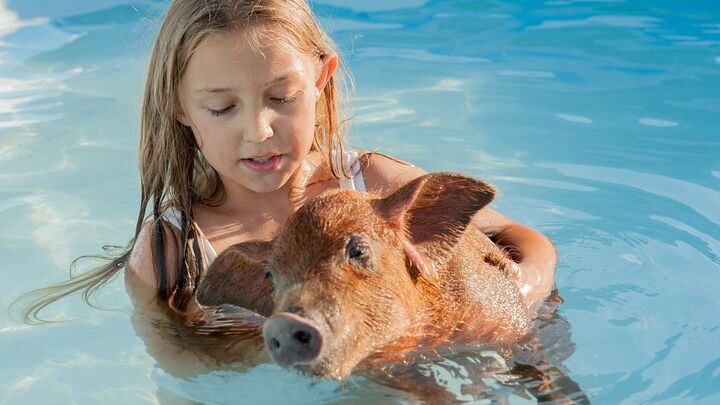 New Providence Island: Cruise With Snorkel and Swim With Pigs