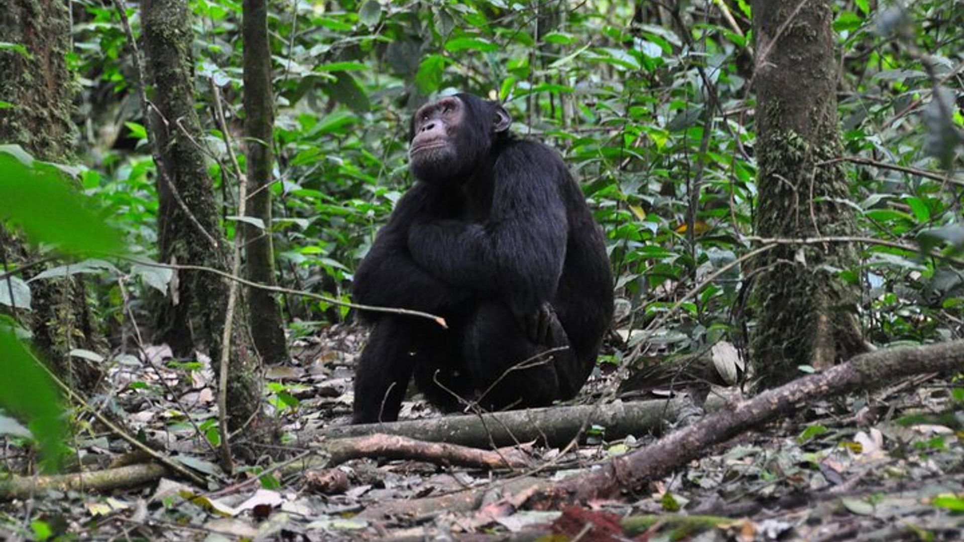 11-Day Uganda Safari Experience Tour with Pick Up