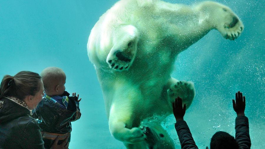 Blijdorp Rotterdam Zoo: Skip The Line Ticket