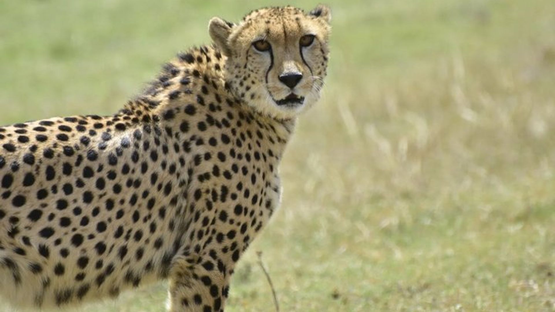 Mossel Bay Wildlife Safari Experience