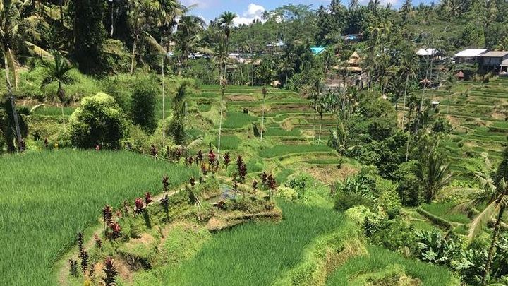Bali, Indonesia Private Educational Driving Tour