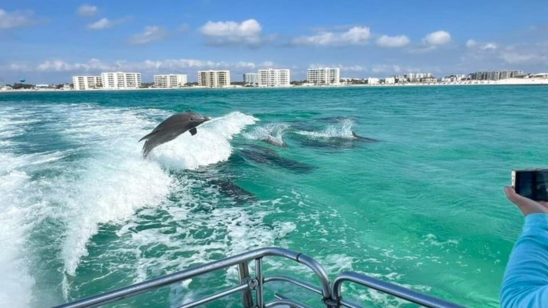 Croisières avec les dauphins et le coucher du soleil