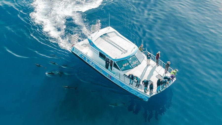 Motuara Wildlife Sanctuary Tour and Dolphin Cruise from Picton