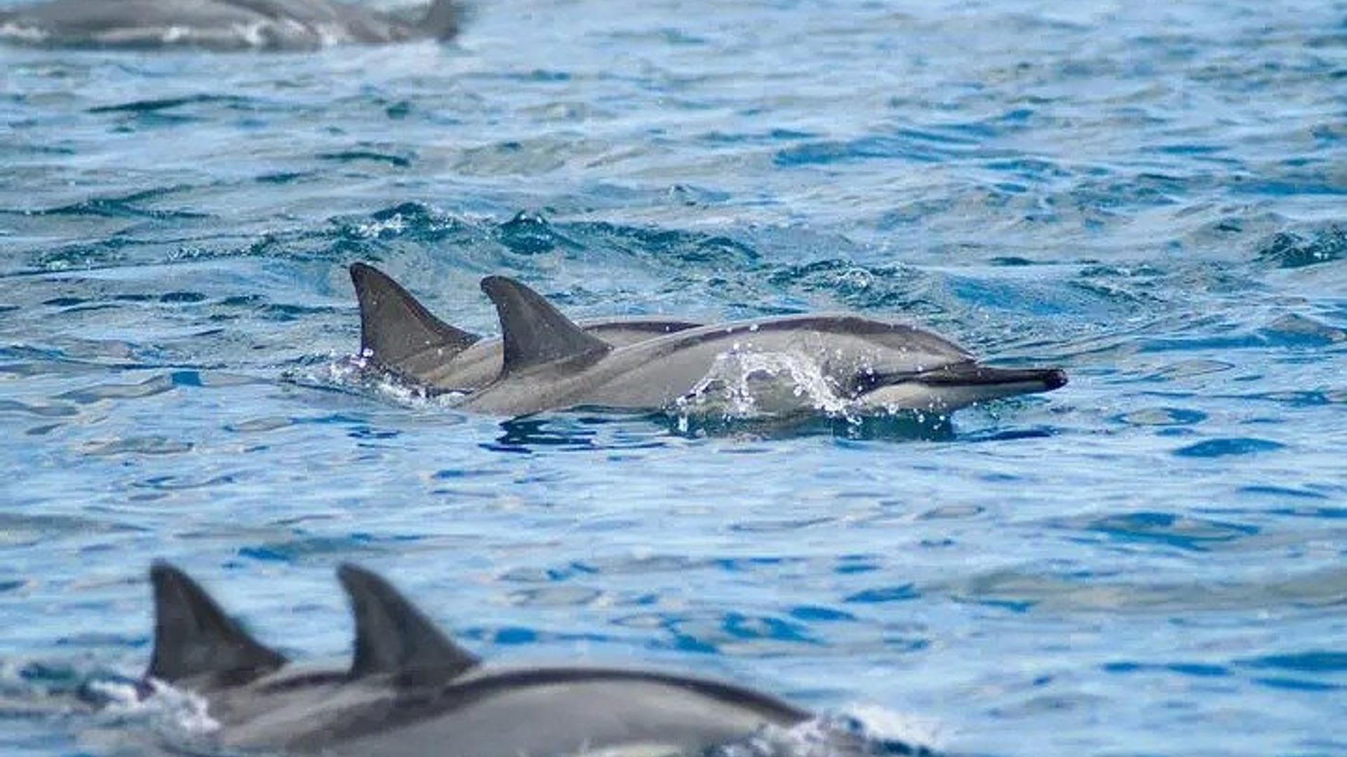 Guhura na Dolphins Ibinyabuzima na Parike ya Casela hamwe na sasita