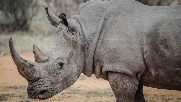 Private Adventure: Nairobi park, Elephants & Giraffe centre