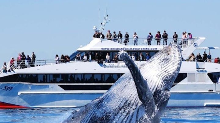 Brisbane: Whale Watching Cruise + Lunch