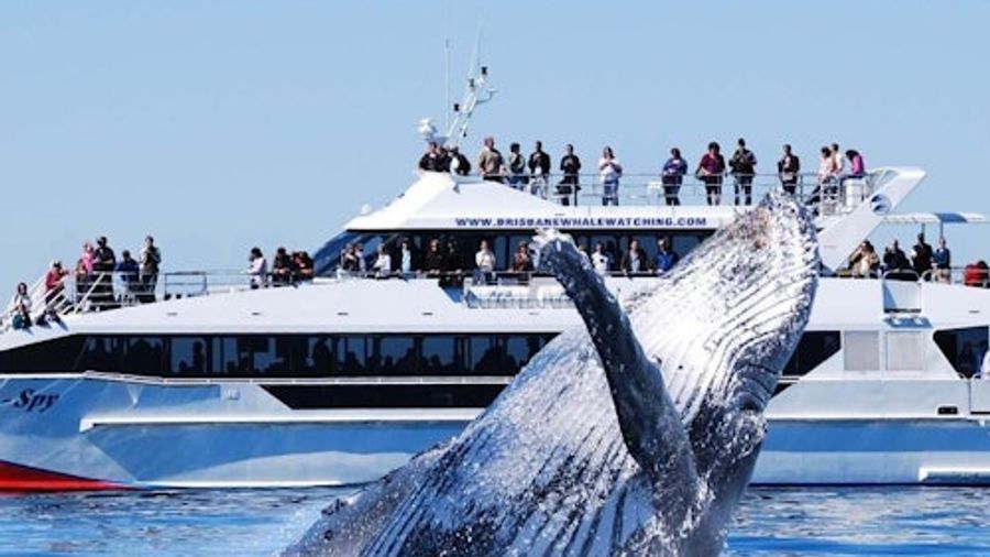 Brisbane: Whale Watching Cruise + Lunch