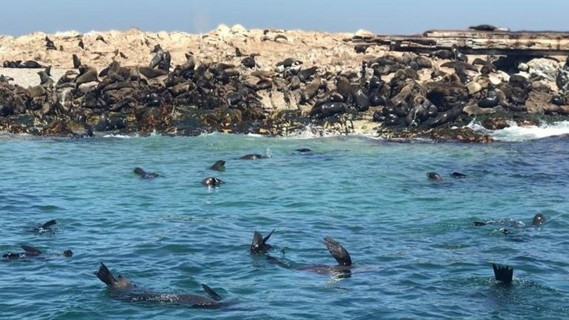 Avistamiento de ballenas en Hermanus
