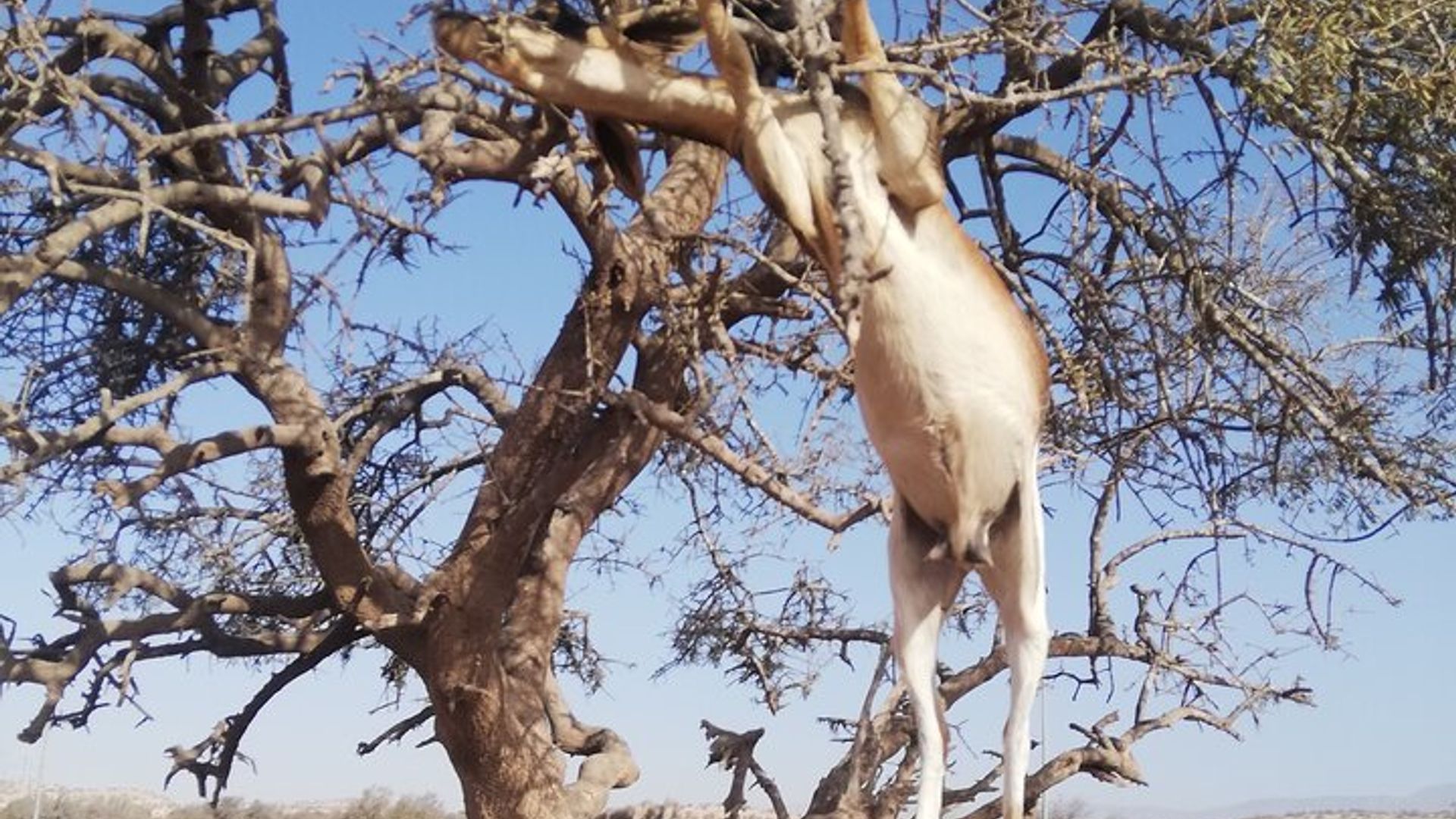Agadir Tree‑Climbing Goats & optional Souk El Had Big Market Tour