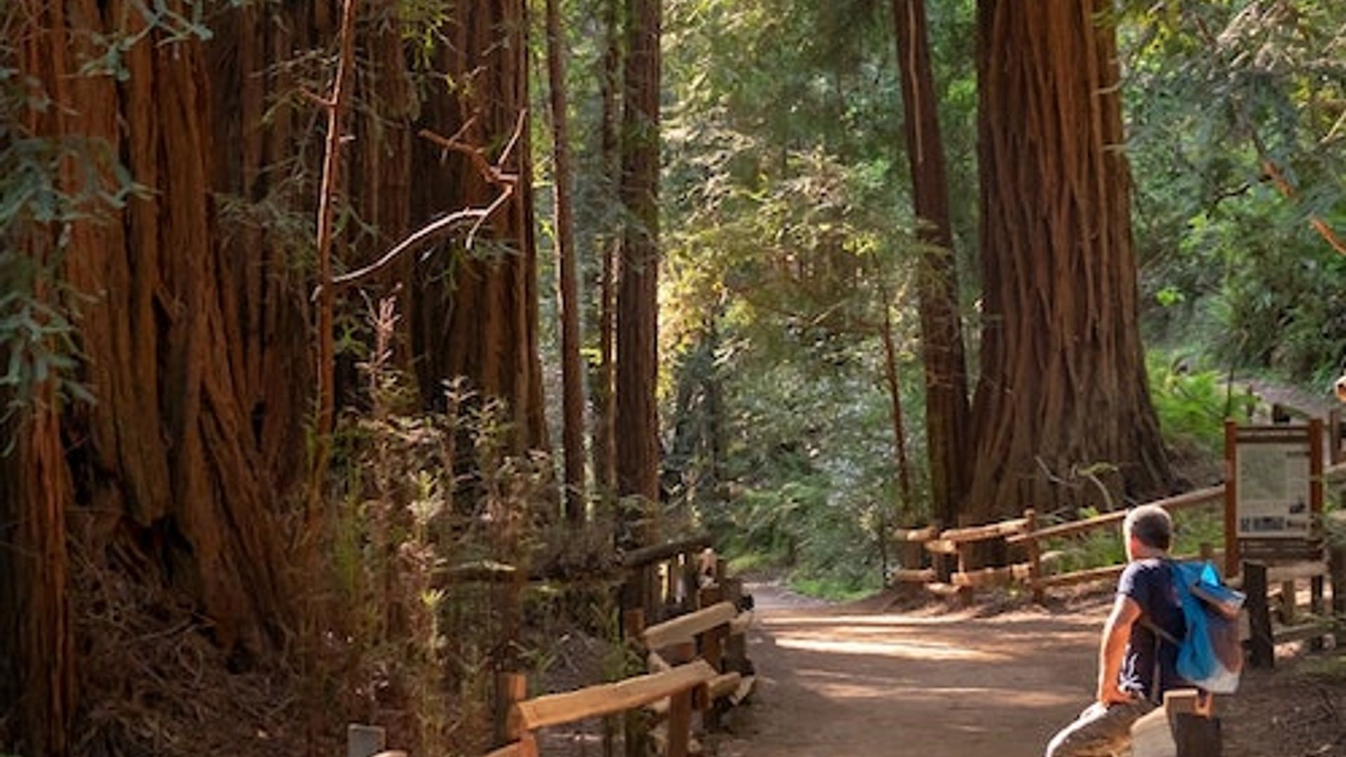 From San Francisco: Day Trip to Redwoods & Wine Country image 1
