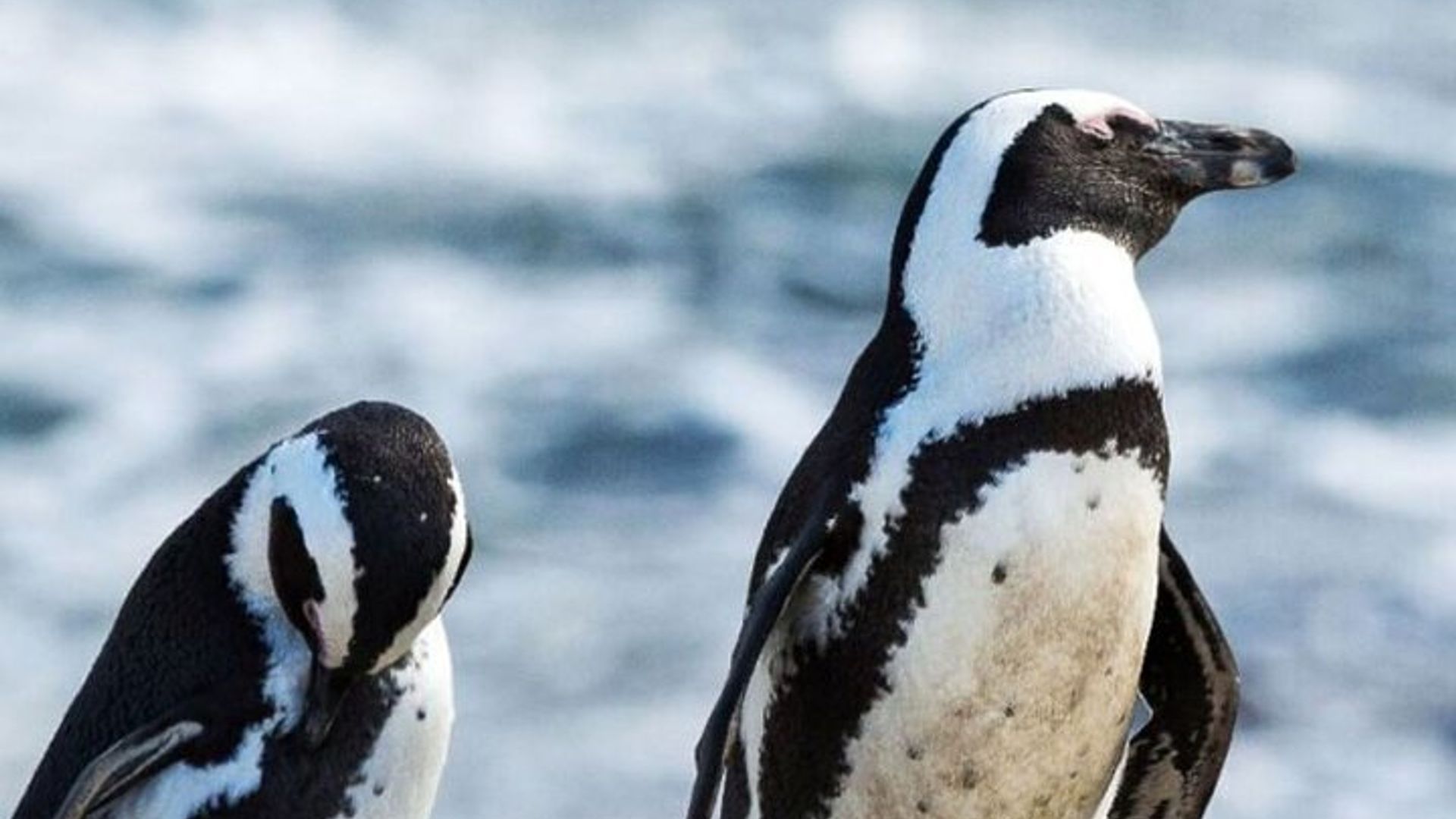 Garden Route Private 3-Day Trip With Botlierskop Safari