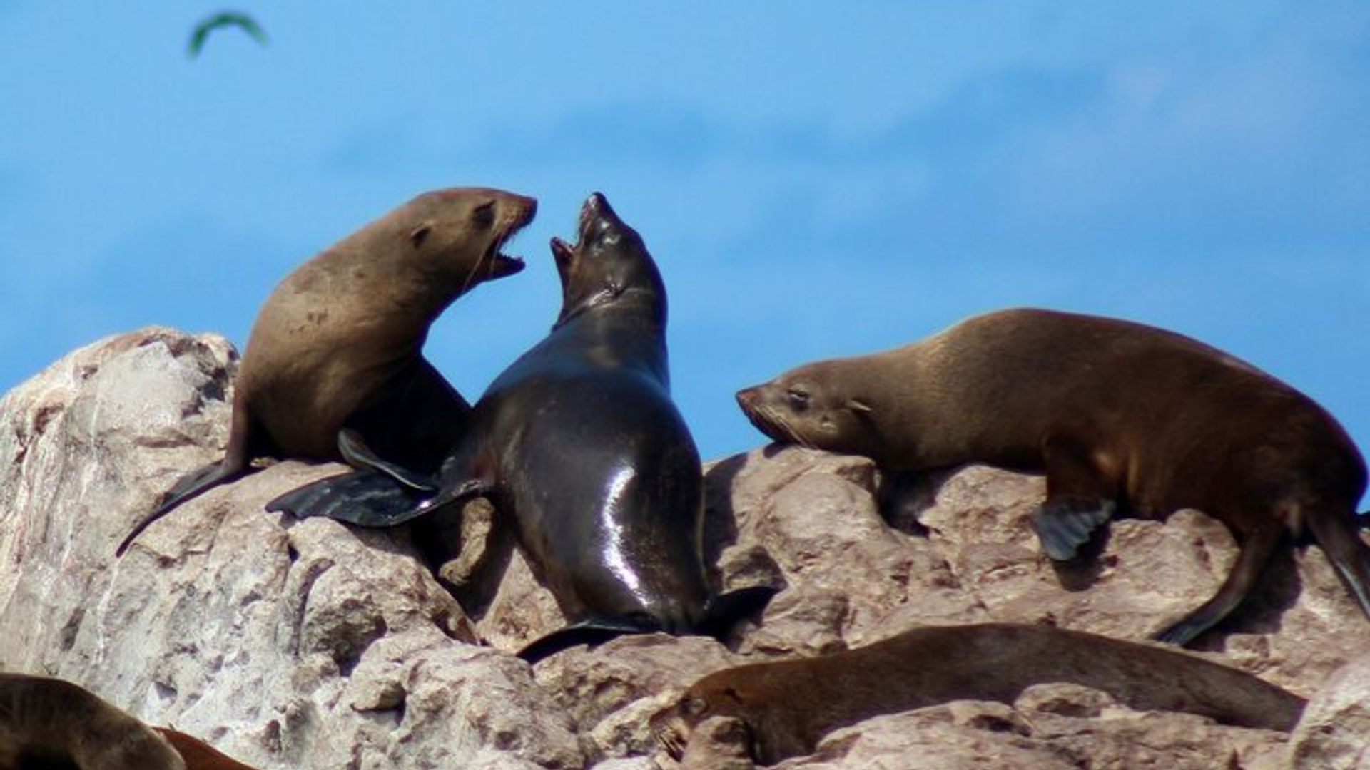 Plongée en cage à requins avec transport aller-retour depuis Hermanus
