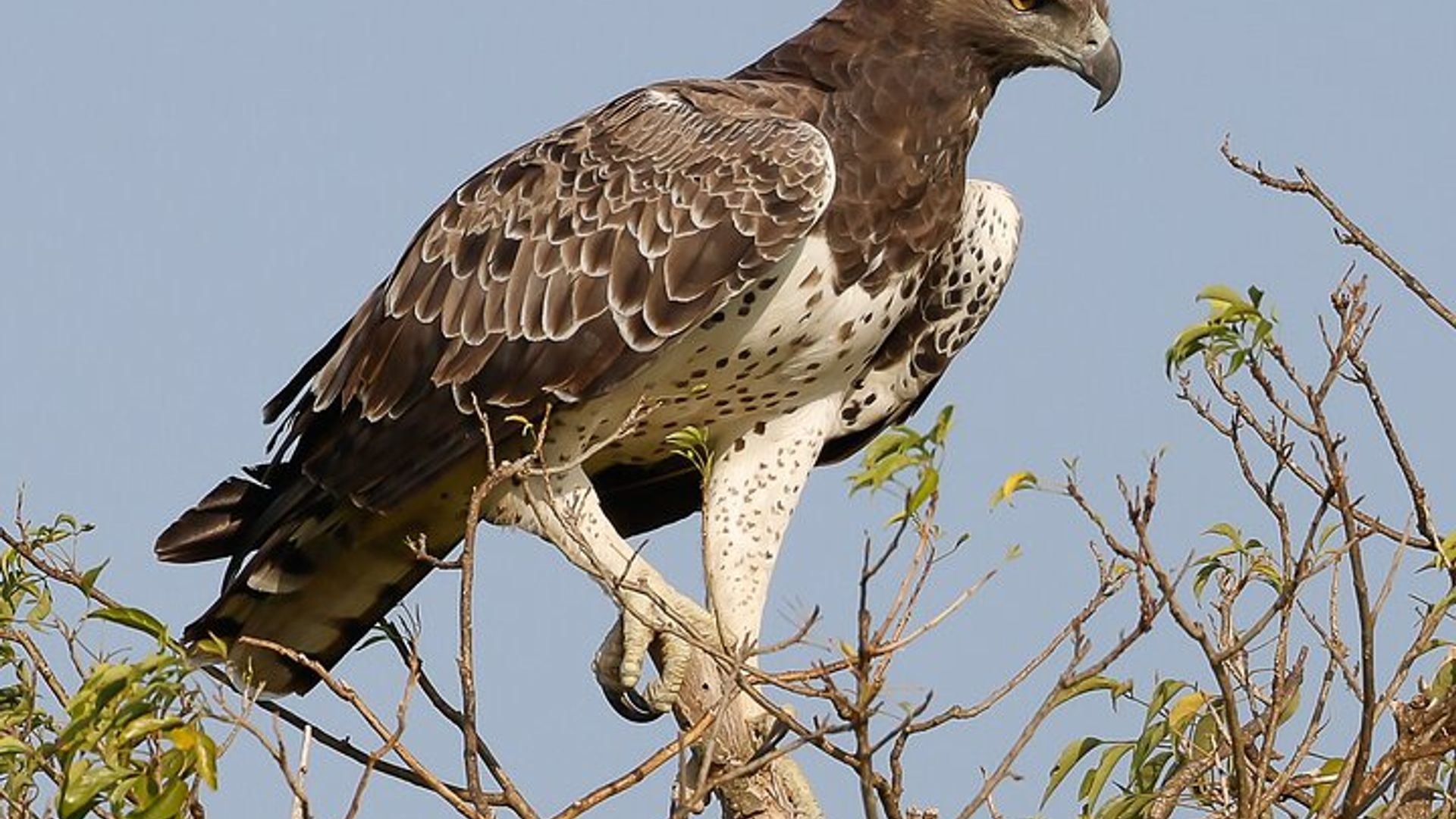 One Day Birding Mabamba Swamp