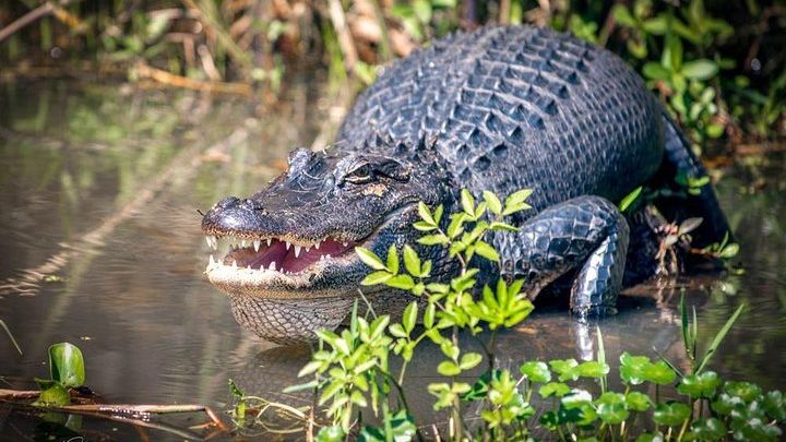 New Orleans Honey Island Swamp and Bayou Flat-Bottom Boat Tour
