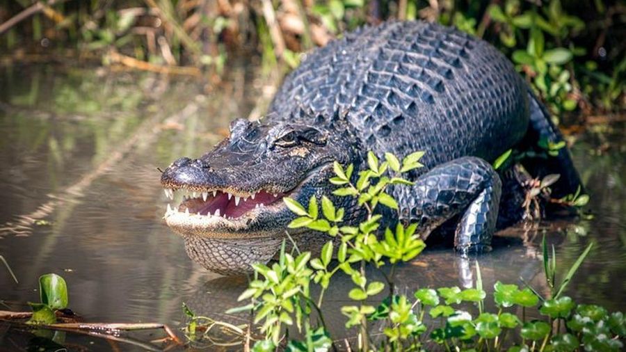 New Orleans Honey Island Swamp and Bayou Flat-Bottom Boat Tour