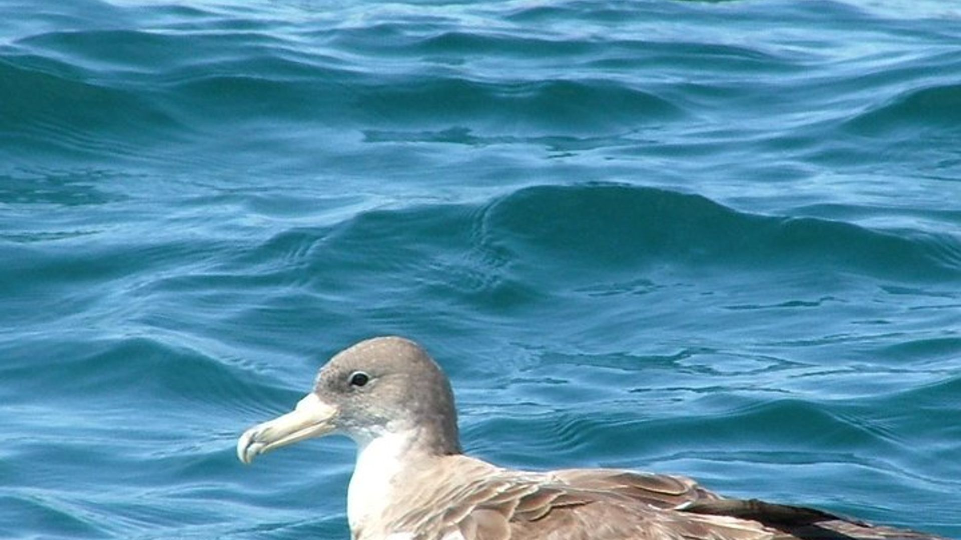 Lisbon Small-Group Dolphin Watching Cruise