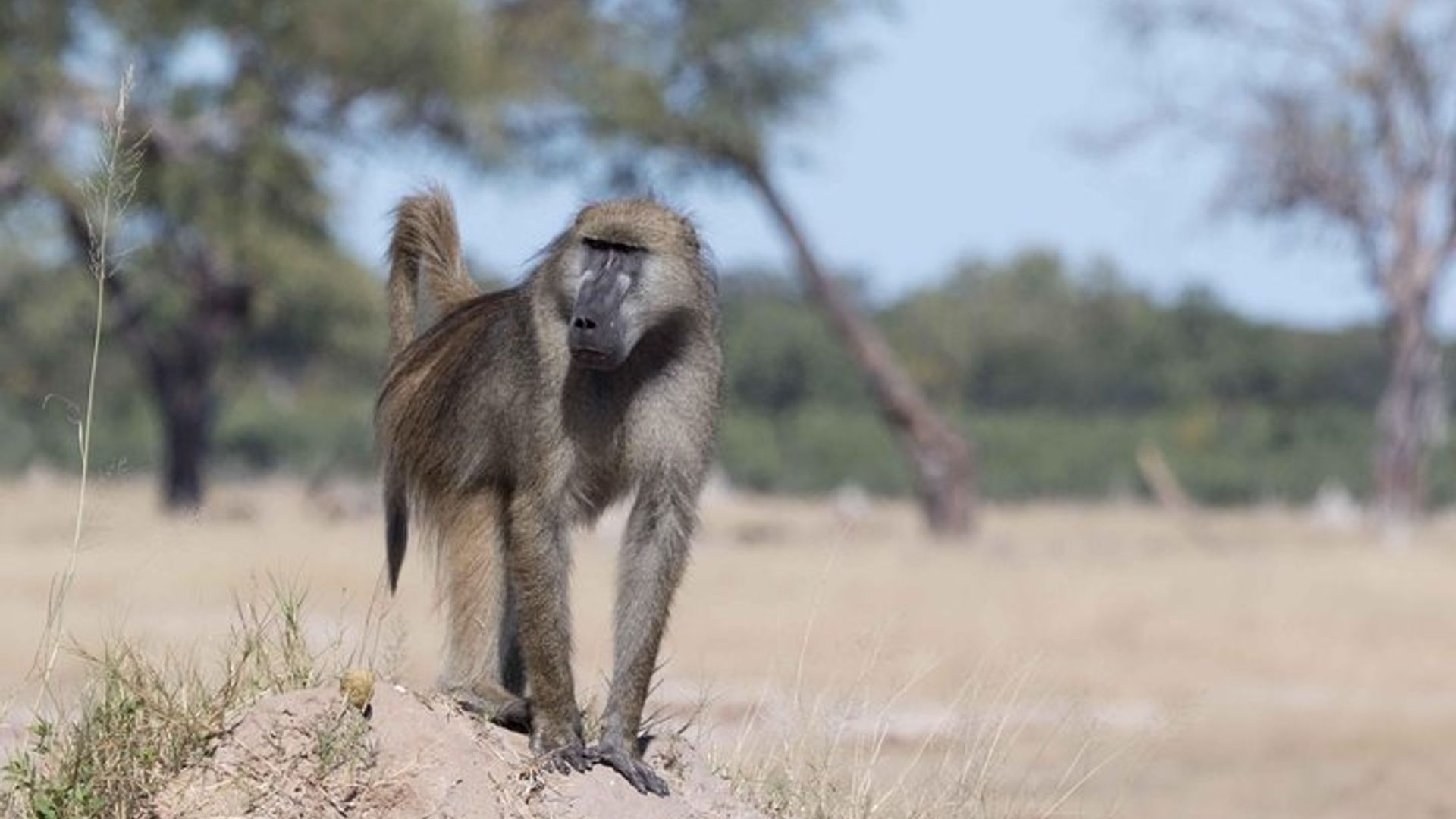 Victoria Falls Yigenga Zambezi NP Safari na Saa sita
