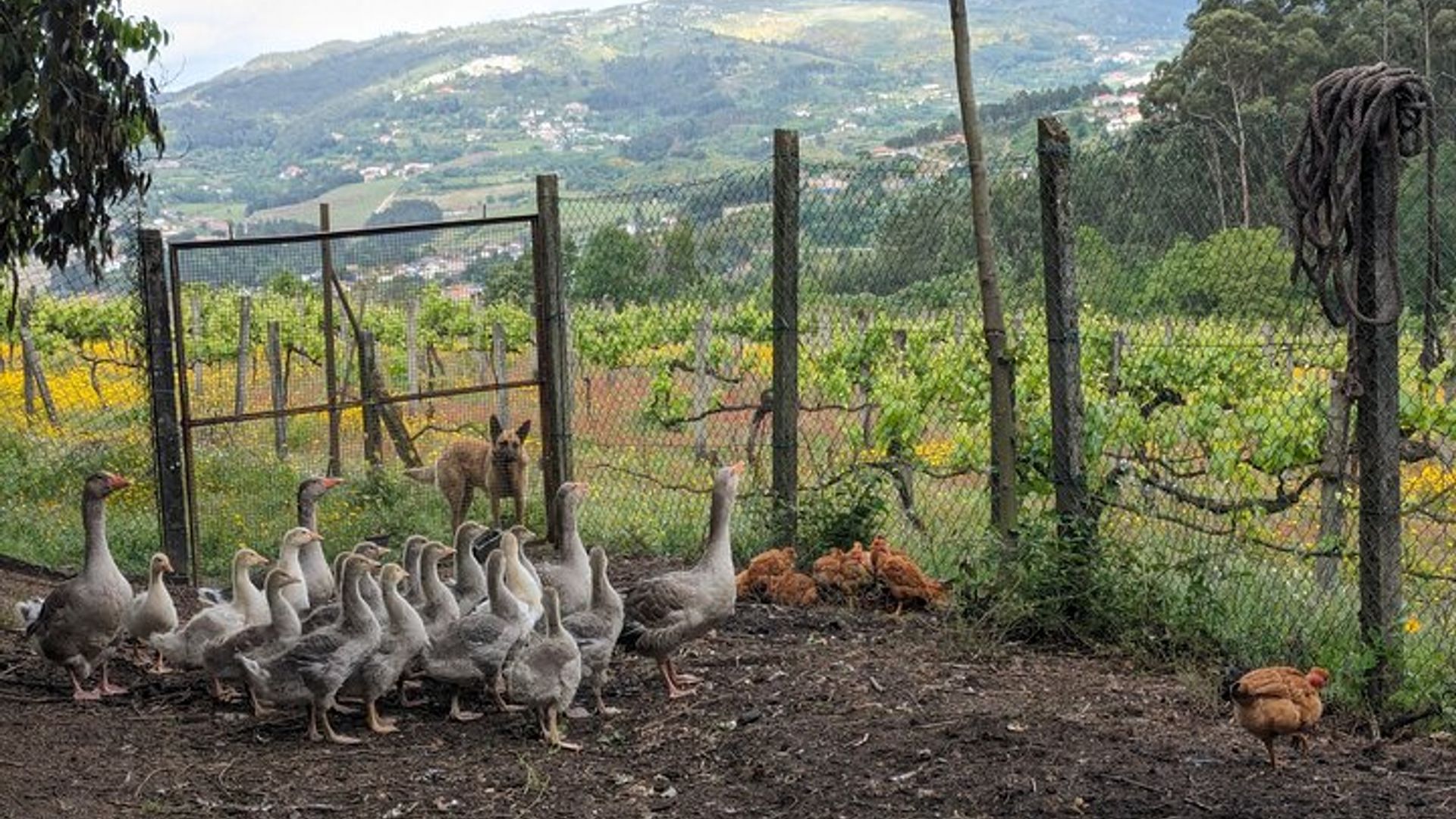 Clase de cocina tradicional, visita a una granja y almuerzo en el valle del Duero