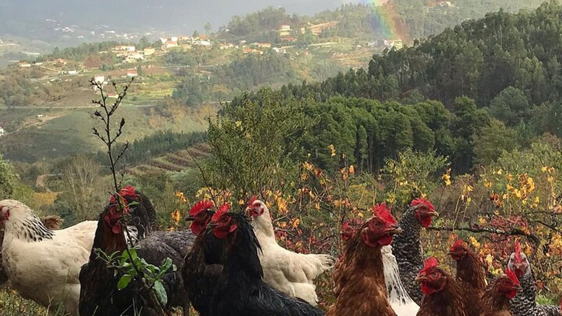 Clase de cocina tradicional, visita a una granja y almuerzo en el valle del Duero