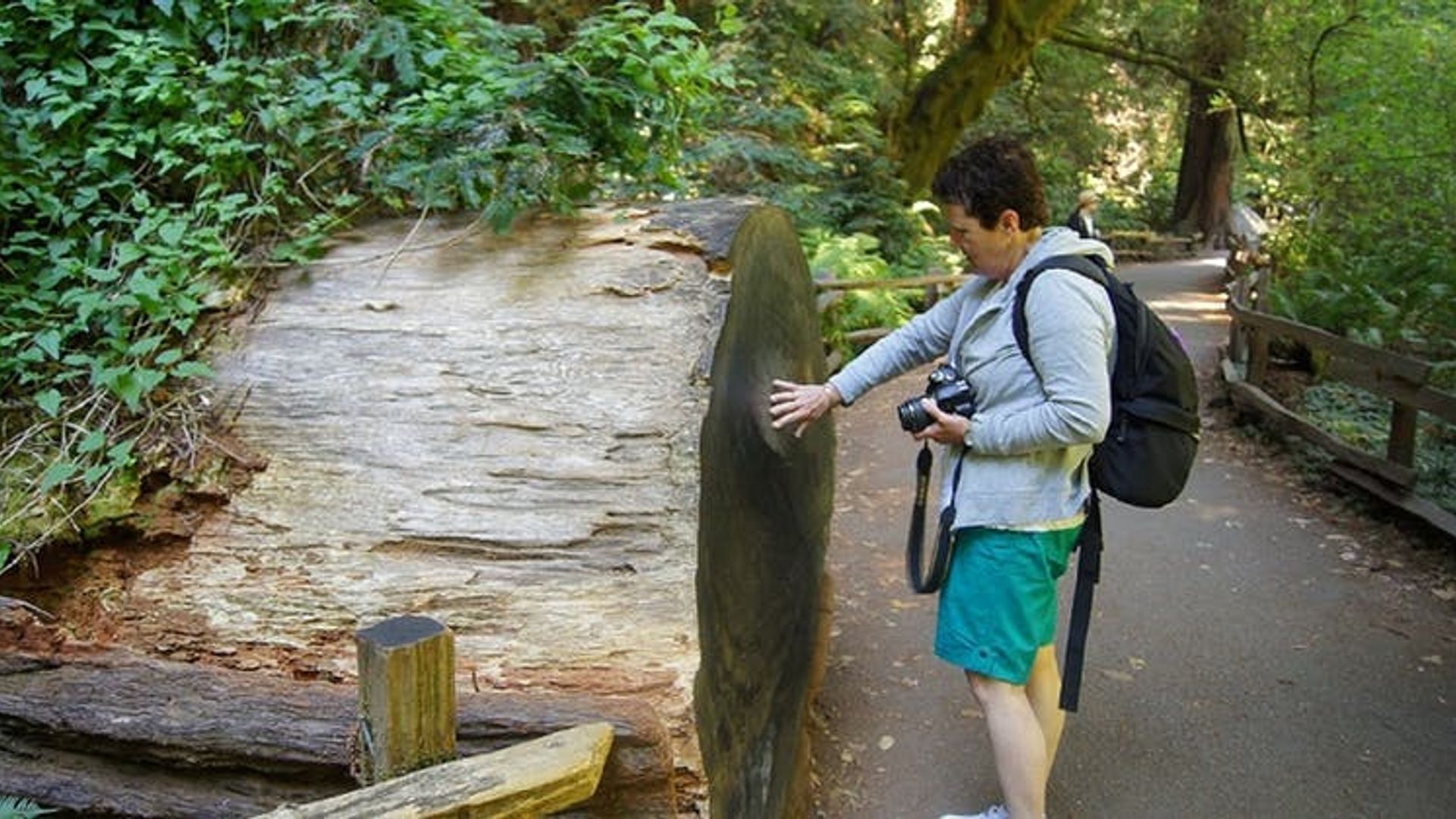 Redwoods and Wine Country combo tour with wine tasting image 1
