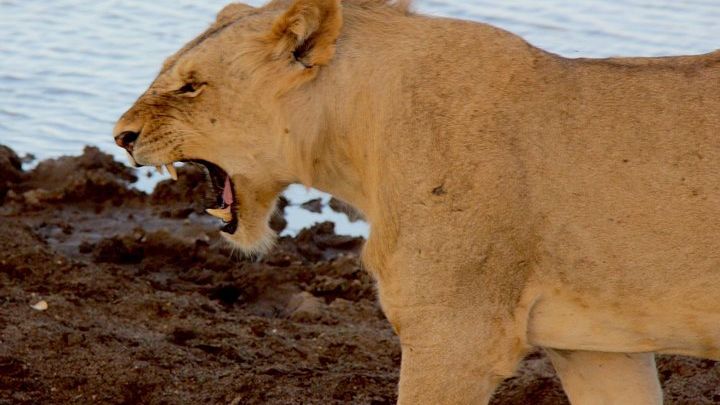 2 Days Safari Tsavo East