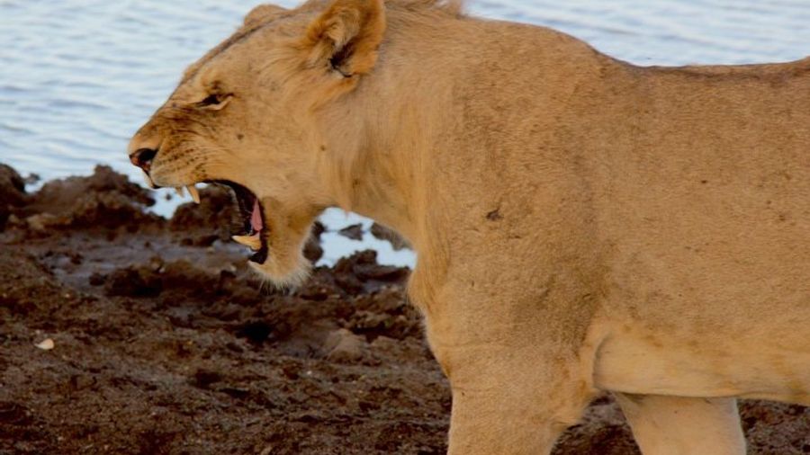 2 Days Safari Tsavo East