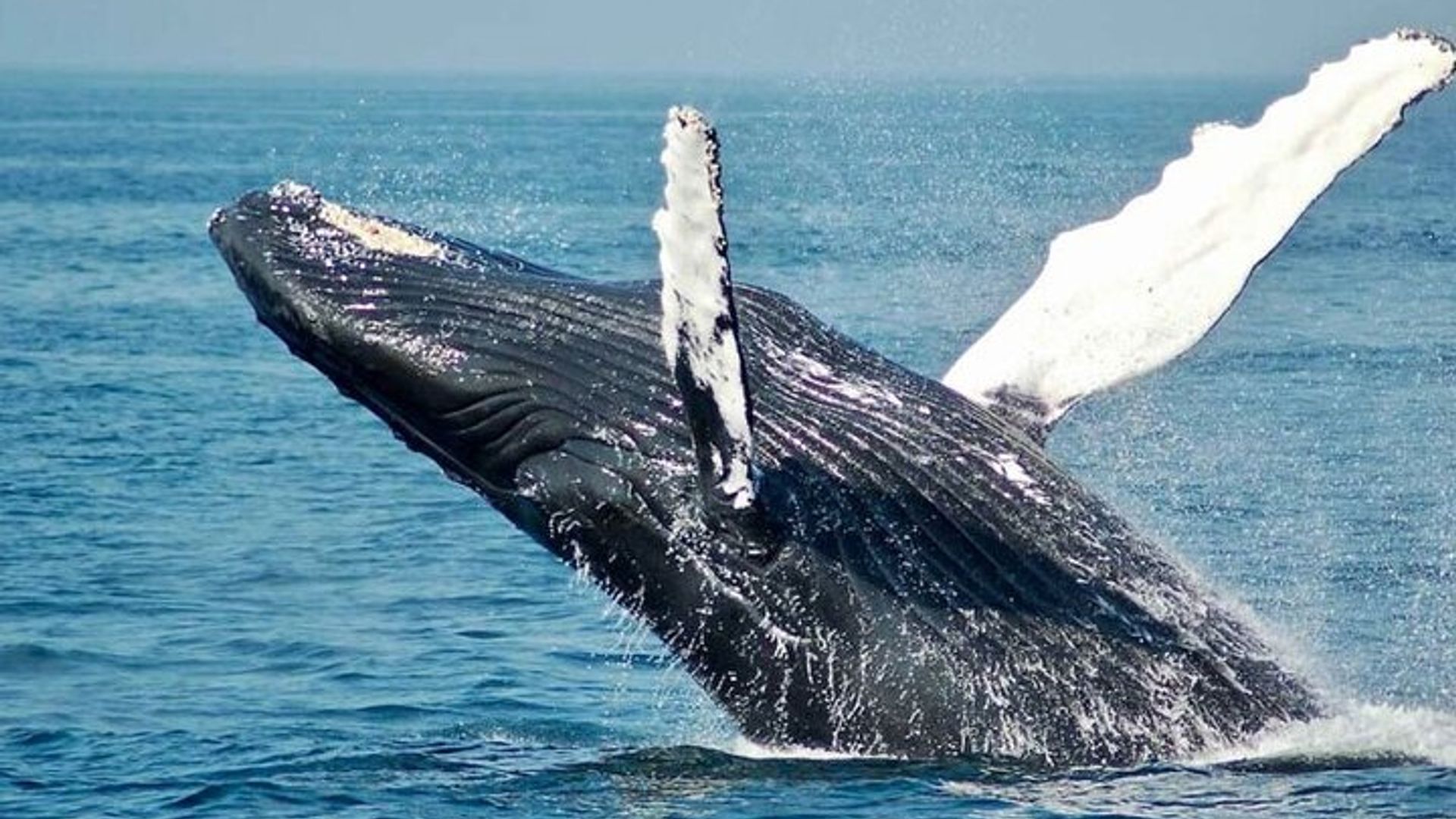 Full Day Small Group Whale Watching and Wine Tasting Experience