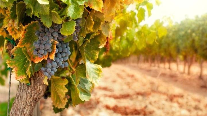 Lucca Small-Group Half-Day Chianti Wine Tasting Tour
