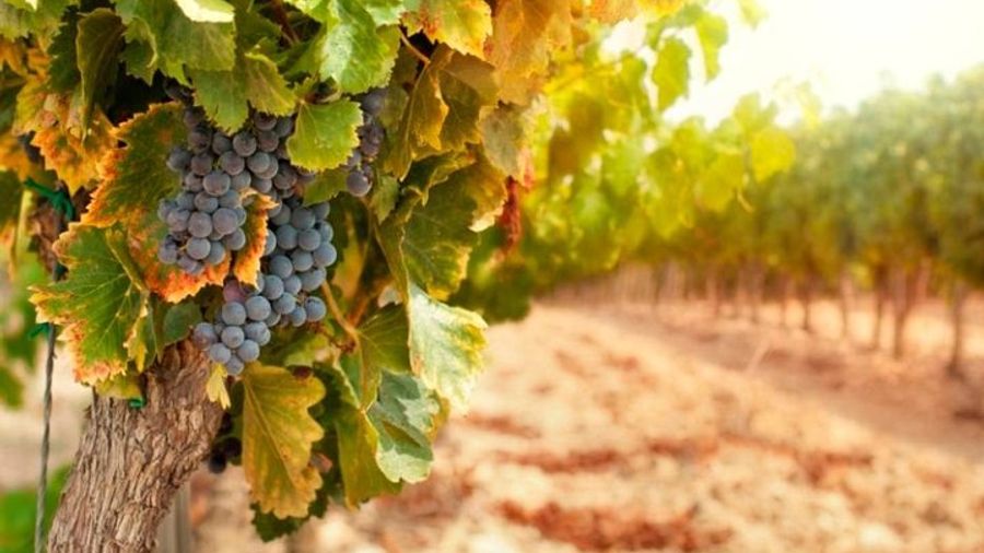Lucca Small-Group Half-Day Chianti Wine Tasting Tour