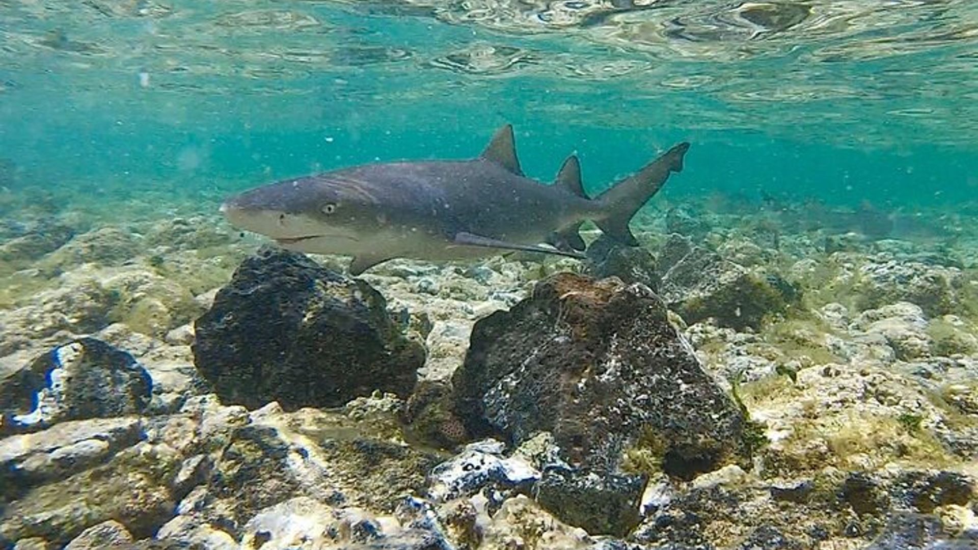 Sal Private Tour: All inclusive Salt Lake, Blue eye and Shark Bay