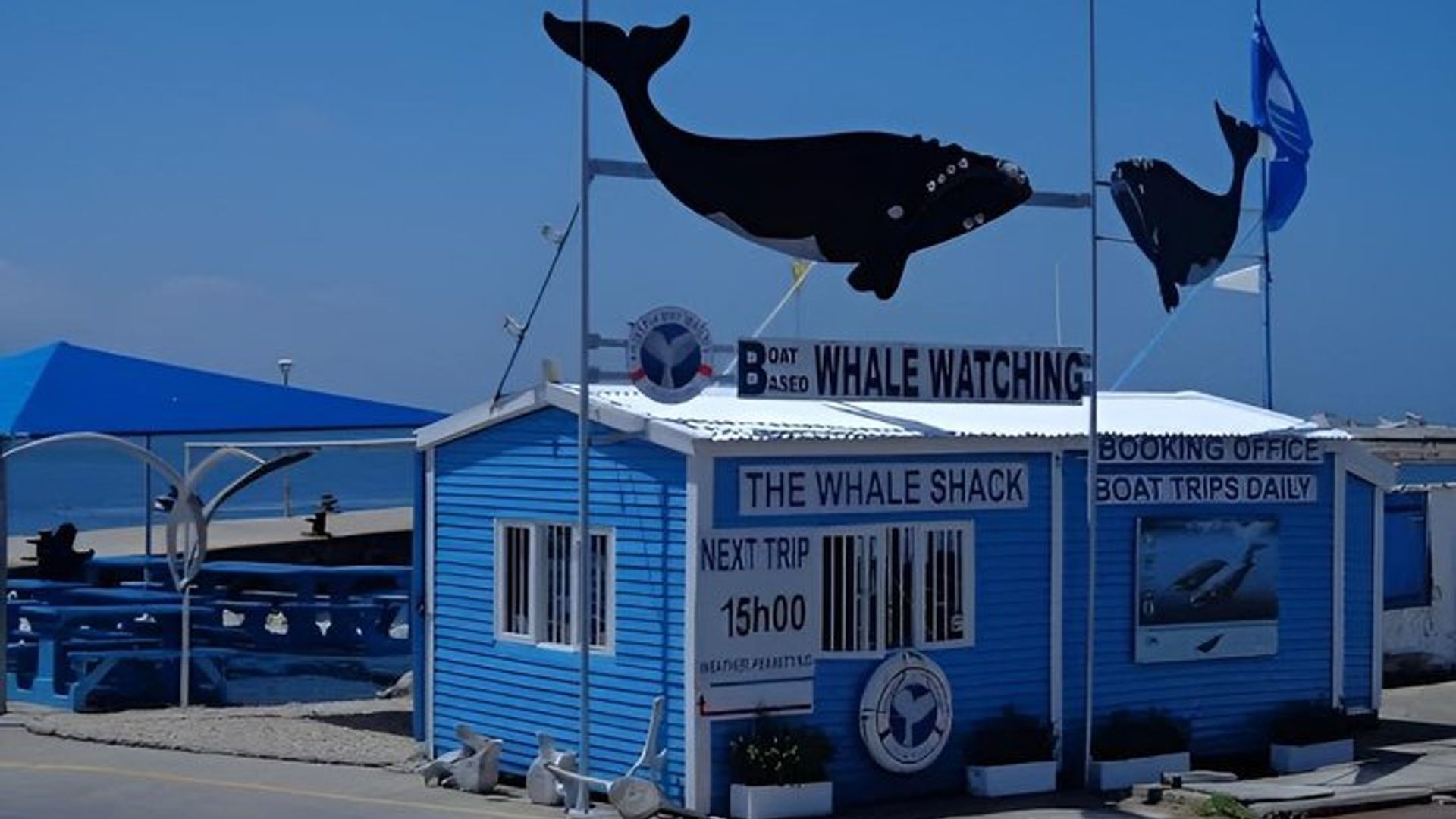 Excursion en bateau d'observation des baleines Hermanus d'une journée au départ du Cap