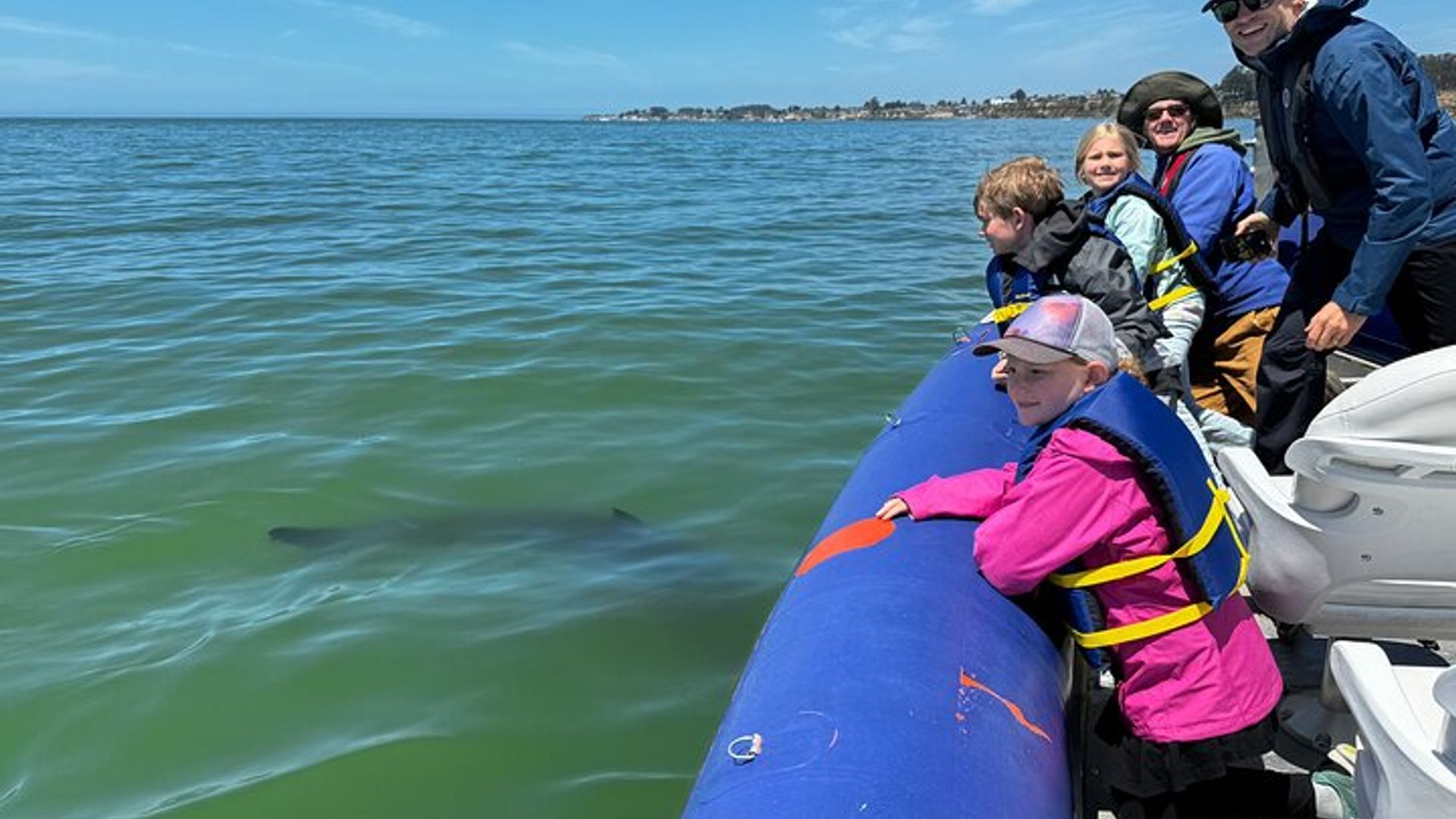 Great White Sharks Topside in Monterey Bay