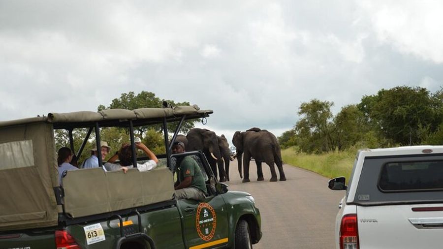 Pilanesberg Safari & Transfer From Johannesburg or Pretoria