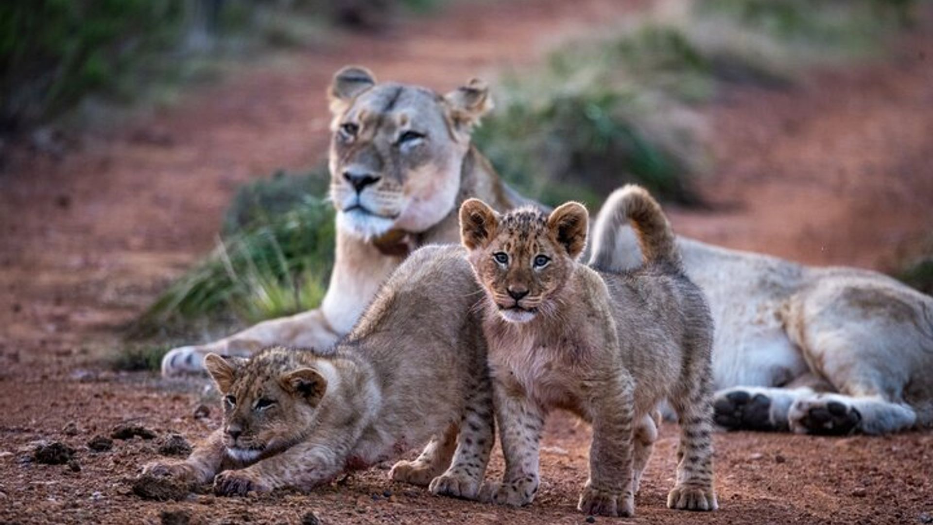 Excursion de 2 nuits au Gondwana Safari au départ du Cap