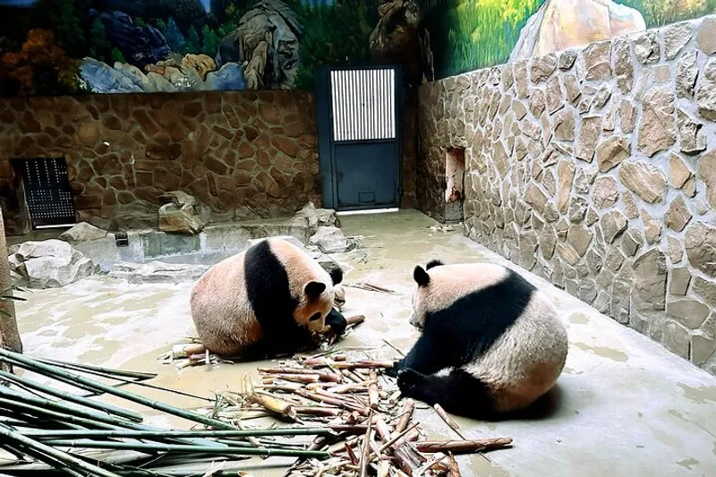 All-inclusive Xi'an Panda and Terracotta Warriors Layover Tour with ...