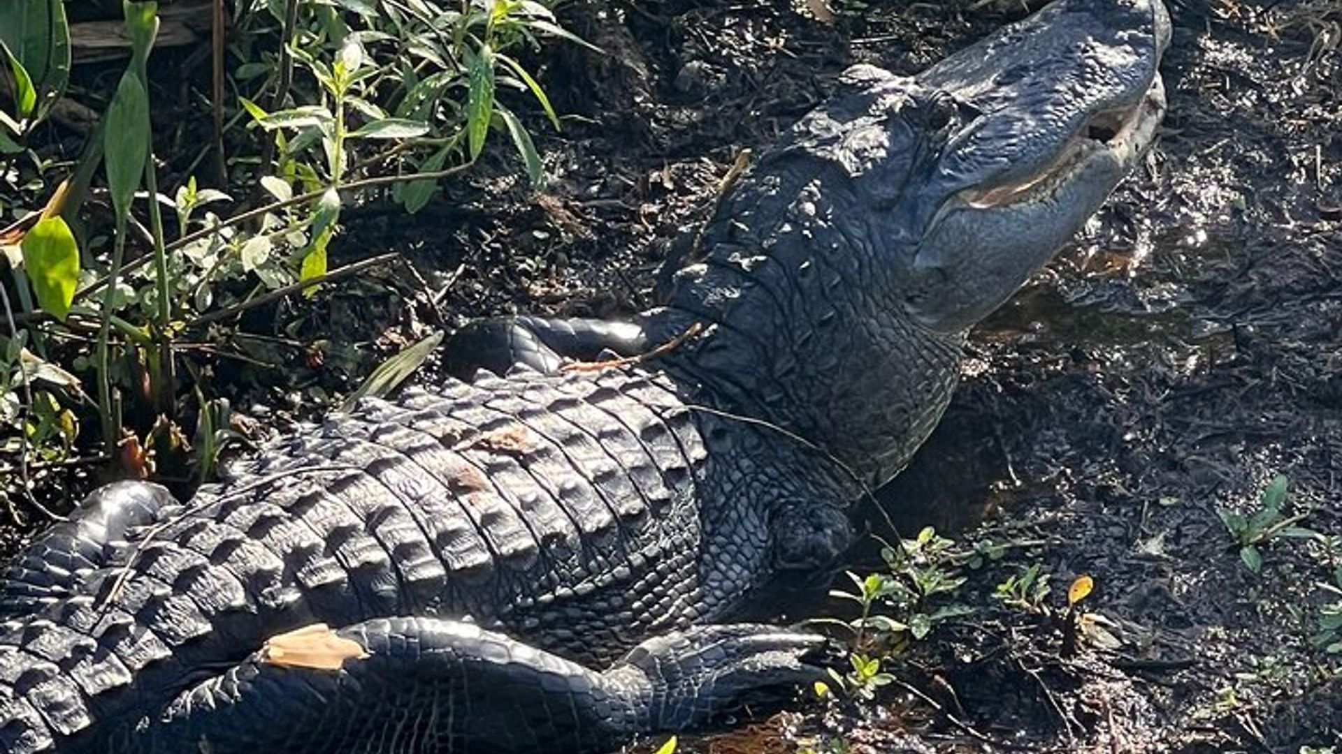 1 heure Sunset Airboat Tour