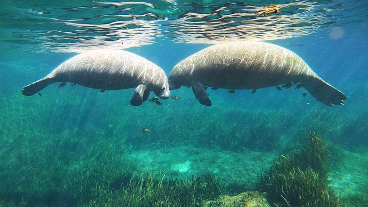 Crystal River Small Group Snorkeling With Wild Manatees