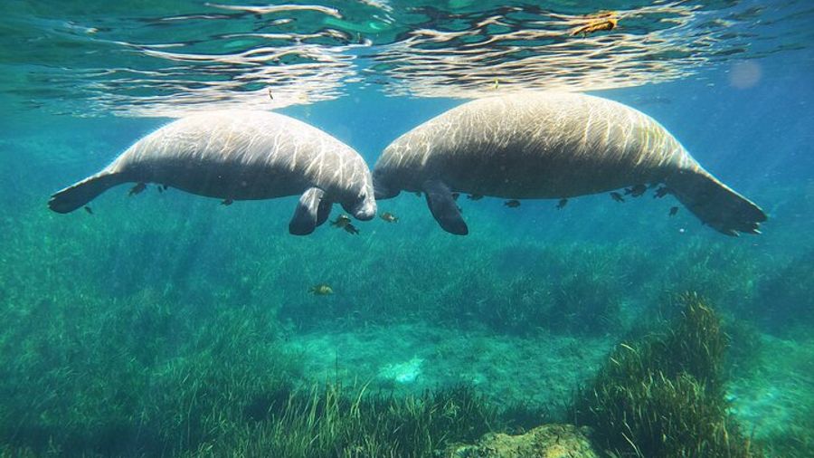 Crystal River Small Group Snorkeling With Wild Manatees