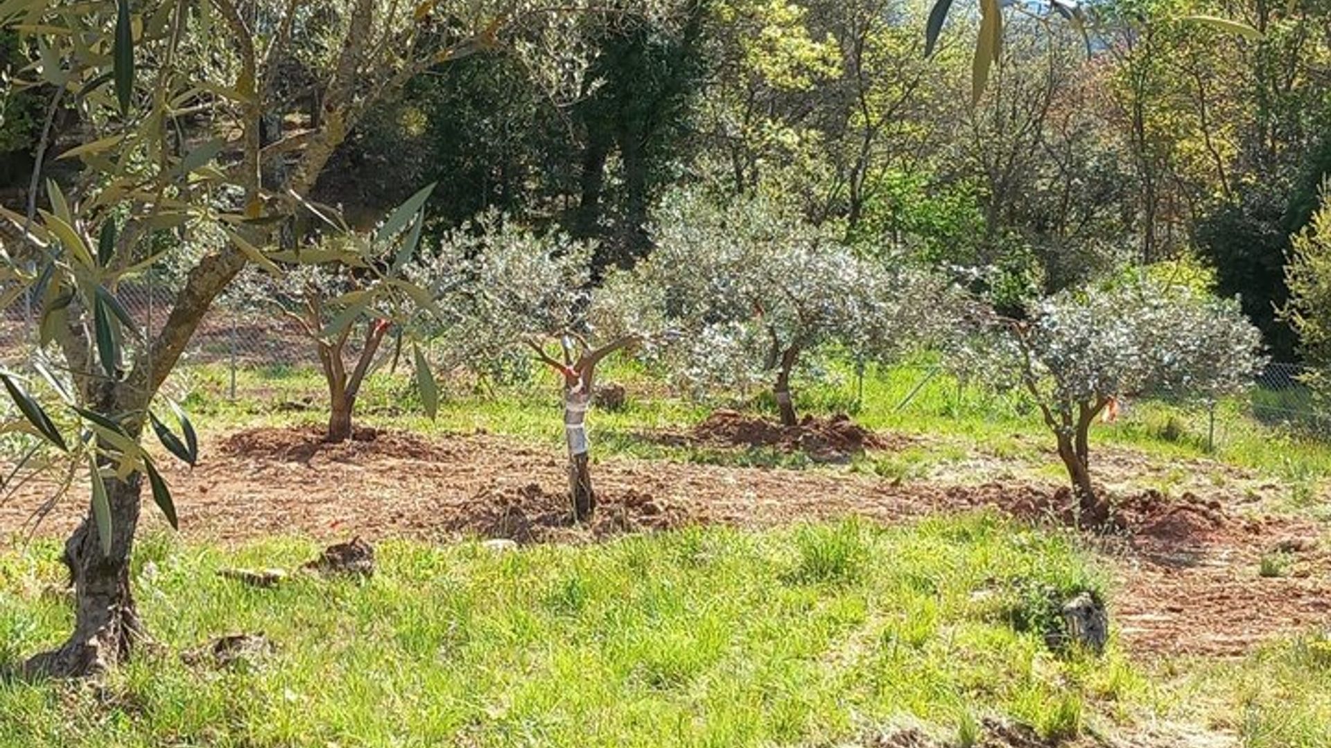 Visite de l'Oliveraie et Dégustation à Cotignac