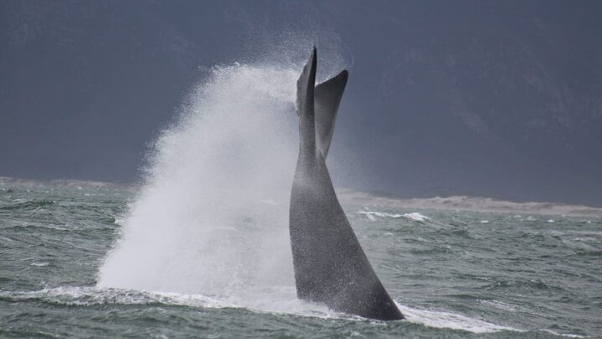 Hermanus Whale Watching Shared Boat Trip & Penguins Private Tour