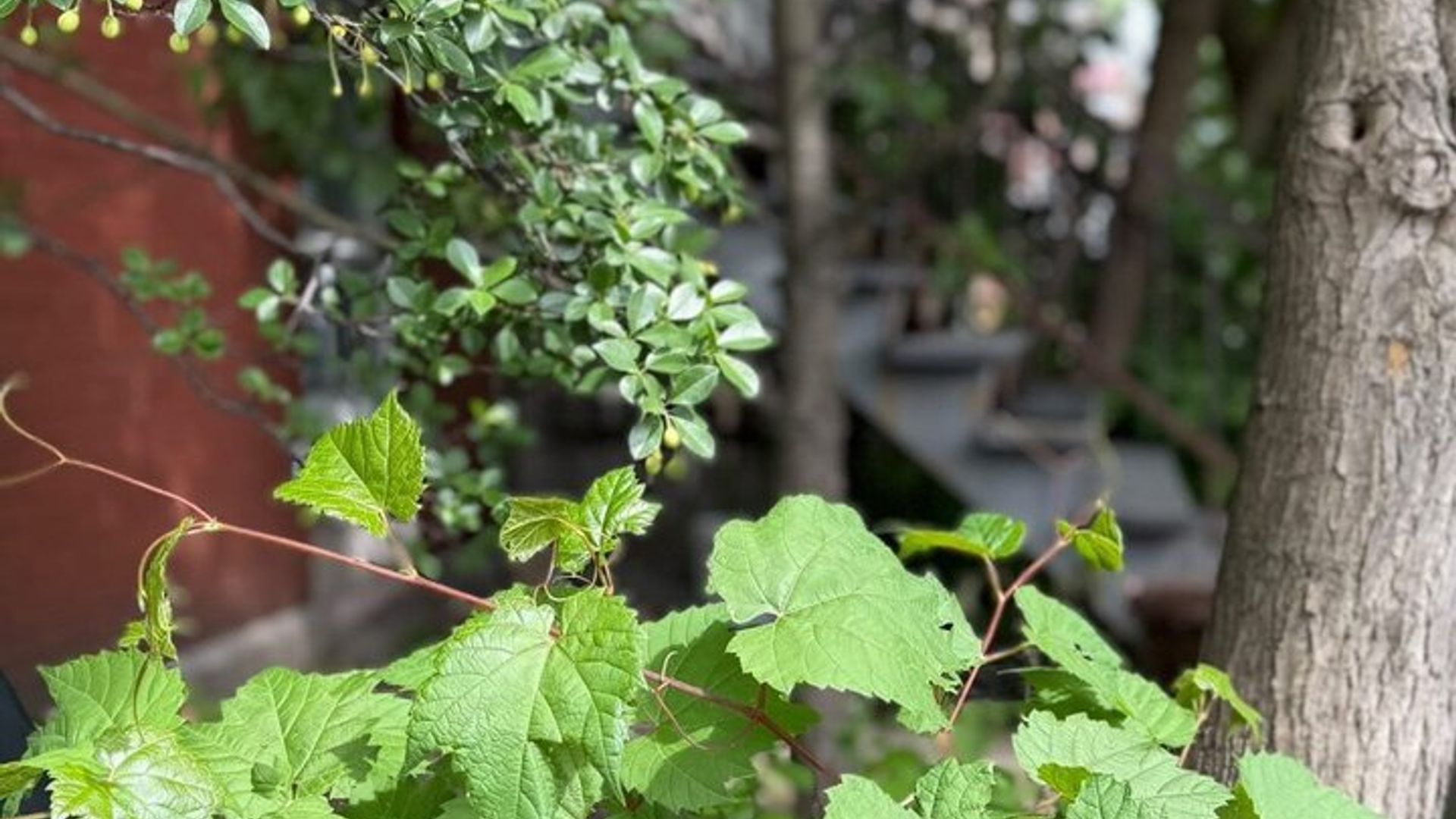 Tour a pie por el bar de vinos de Montréal
