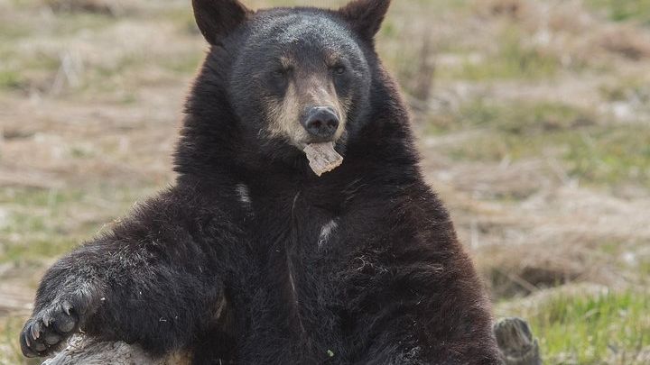 Alaska Wildlife Day Tour with Free Hotel Pickup