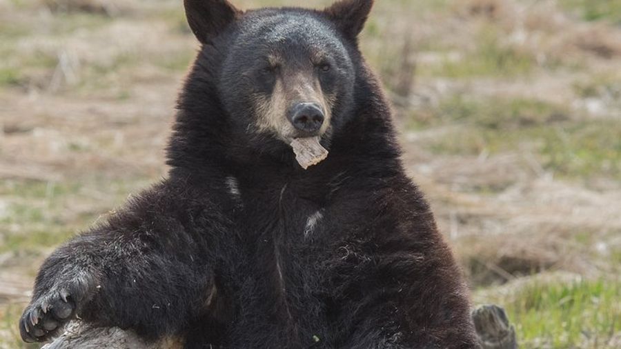 Alaska Wildlife Day Tour with Free Hotel Pickup