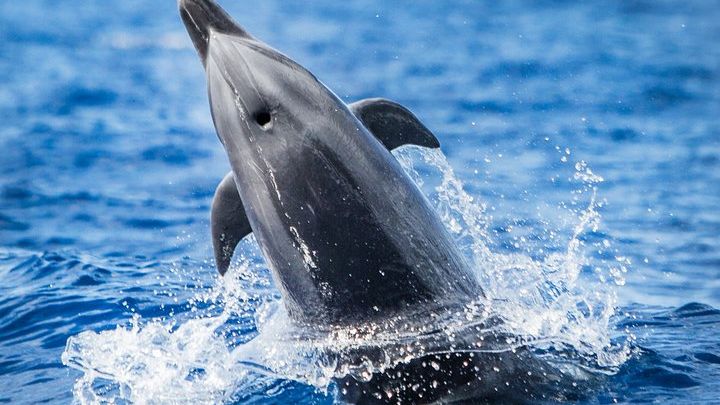 Kona, Big Island Hawaii: Small-Group Snorkel Boat Tour